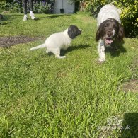 English Springer Spaniel - Both