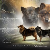 Eurasier - Both