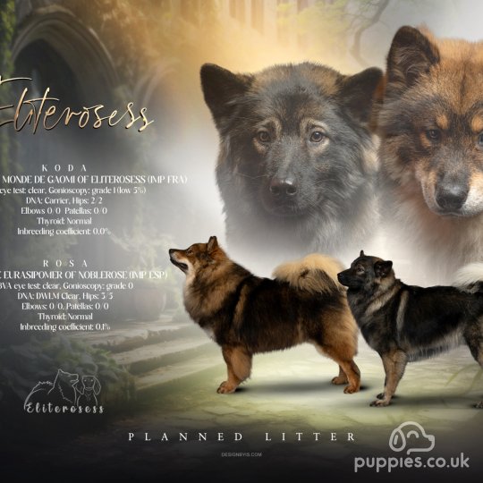 Eurasier - Both