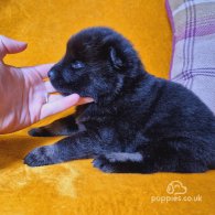 Eurasier - Both