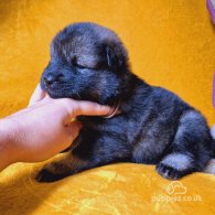 Eurasier - Both