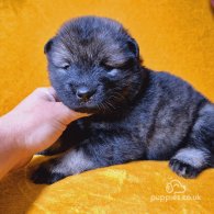 Eurasier - Both