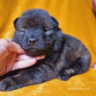 Eurasier - Both