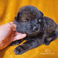 Eurasier - Both