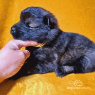 Eurasier - Both