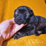 Eurasier - Both