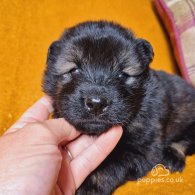 Eurasier - Both