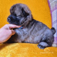 Eurasier - Both