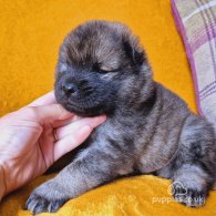 Eurasier - Both