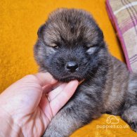 Eurasier - Both