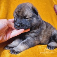 Eurasier - Both