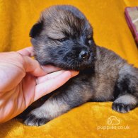 Eurasier - Both