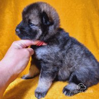 Eurasier - Both