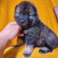 Eurasier - Both