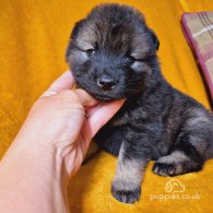 Eurasier - Both