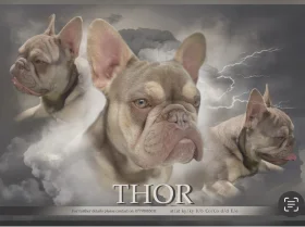 French Bulldog