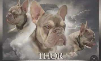 French Bulldog