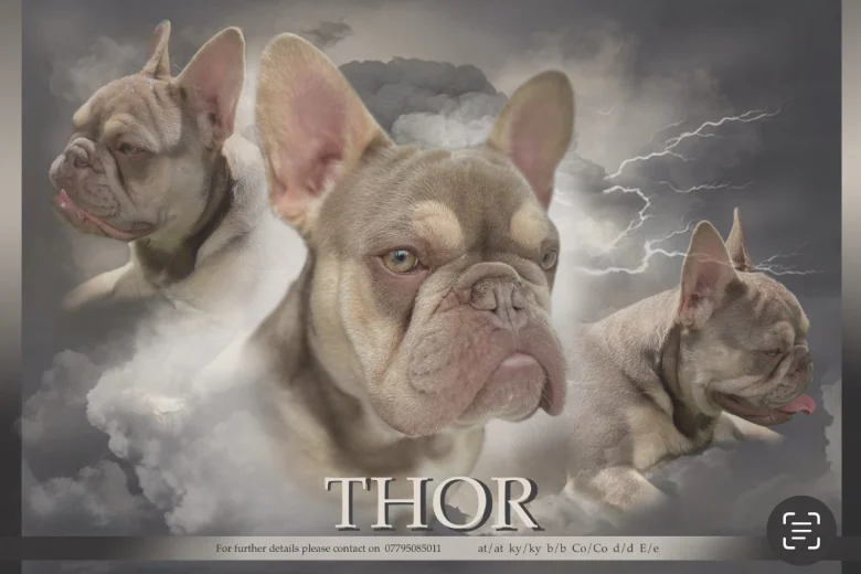 French Bulldog