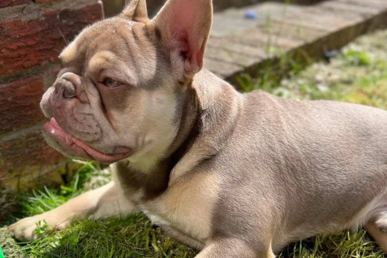 French Bulldog