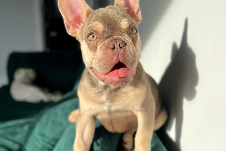 French Bulldog