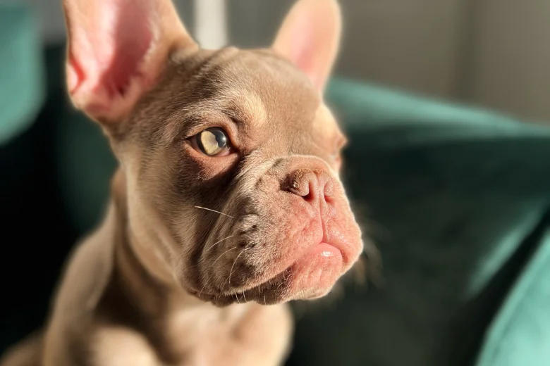 French Bulldog