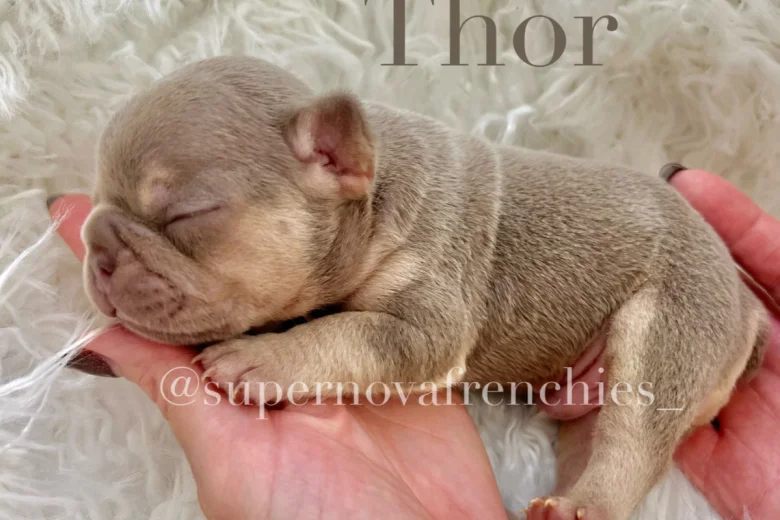 French Bulldog