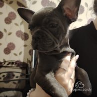 French Bulldog - Both