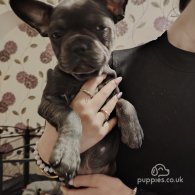 French Bulldog - Both