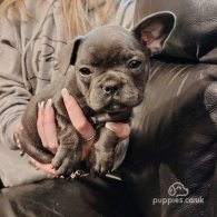 French Bulldog - Both