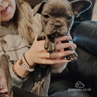 French Bulldog - Both