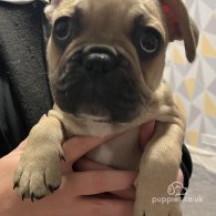 French Bulldog - Both