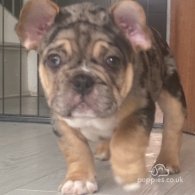 French Bulldog - Dogs