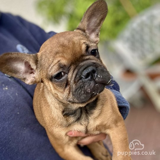 French Bulldog - Both