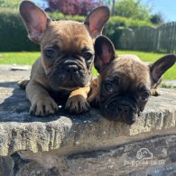 French Bulldog - Both