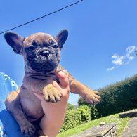 French Bulldog - Both