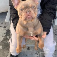 French Bulldog - Bitches