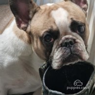 French Bulldog - Both