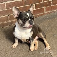 French Bulldog - Both