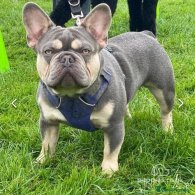 French Bulldog - Both