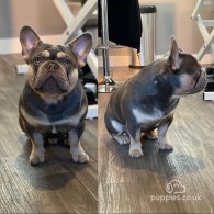 French Bulldog - Both