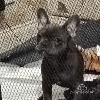 French Bulldog - Both