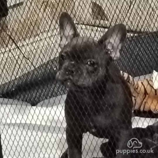 French Bulldog - Both