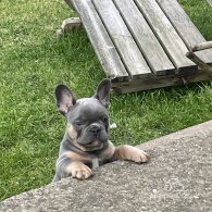 French Bulldog - Both