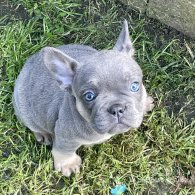 French Bulldog - Both