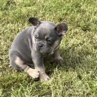 French Bulldog - Both