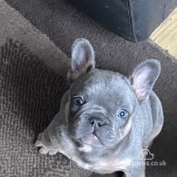 French Bulldog - Both