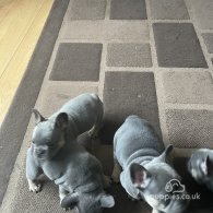 French Bulldog - Both