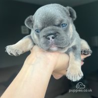 French Bulldog - Dogs