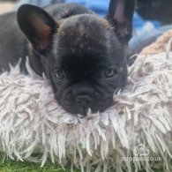 French Bulldog - Dogs