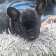 French Bulldog - Dogs